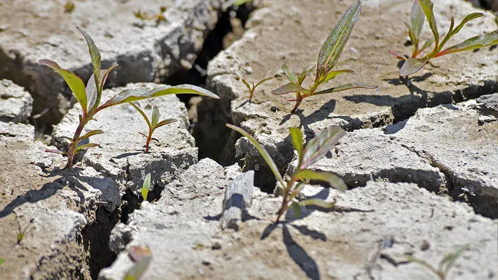 Pipe Damage Warning Signs You Shouldn’t Ignore This Summer Pipe Damage Warning Signs You Shouldn’t Ignore This Summer