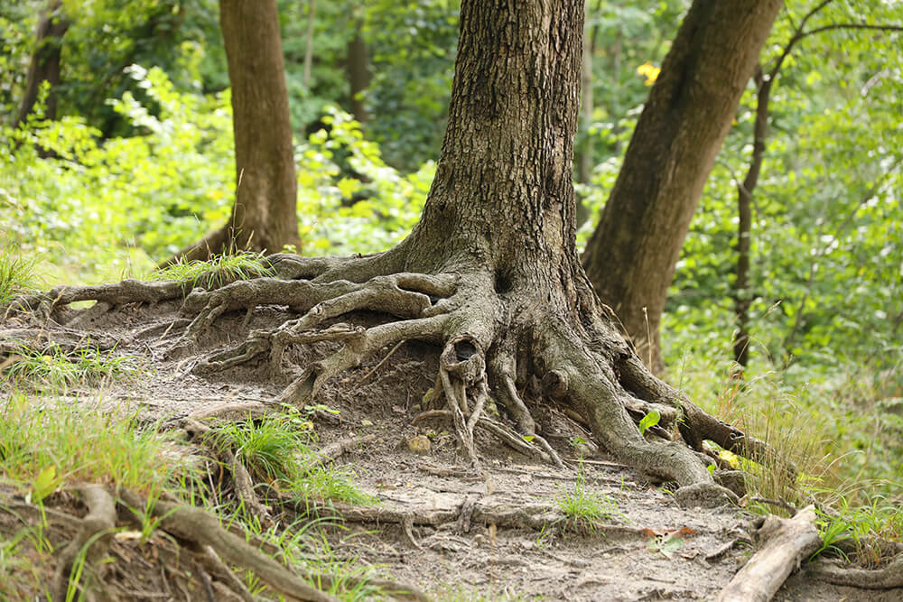 tree-roots